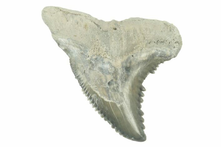 Fossil Shark Tooth (Hemipristis) - Bone Valley, Florida #235629